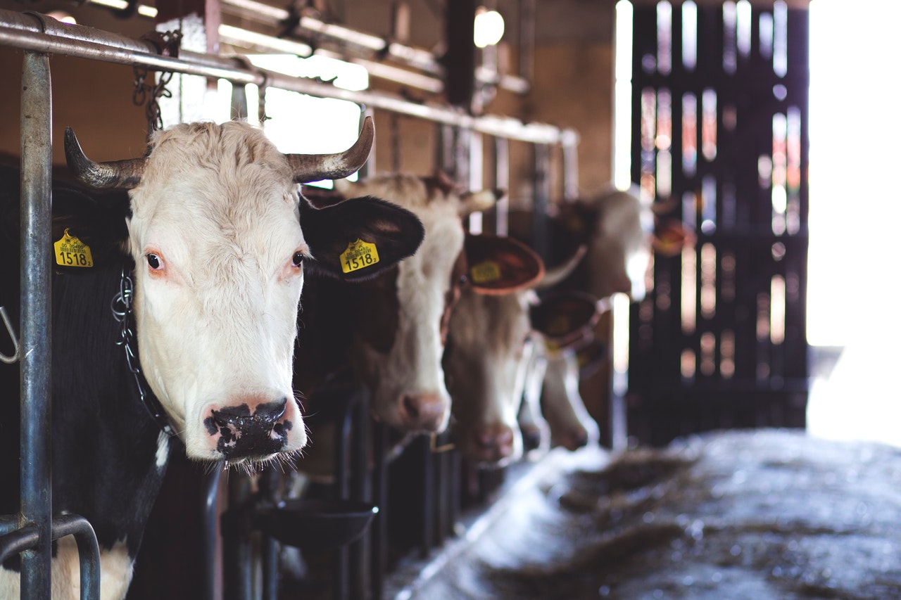A dairy farm representing a constructive trust case