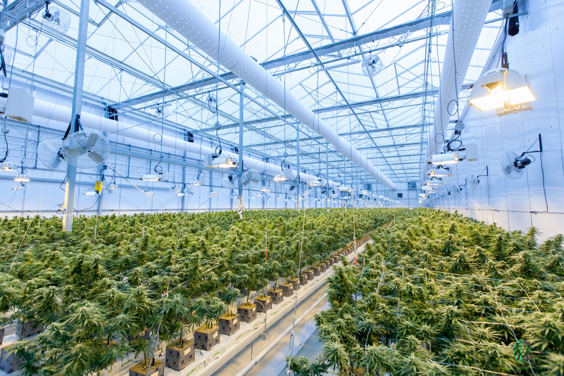 A cannabis production facility representing an Ontario company facing allegations of fraud and insider trading