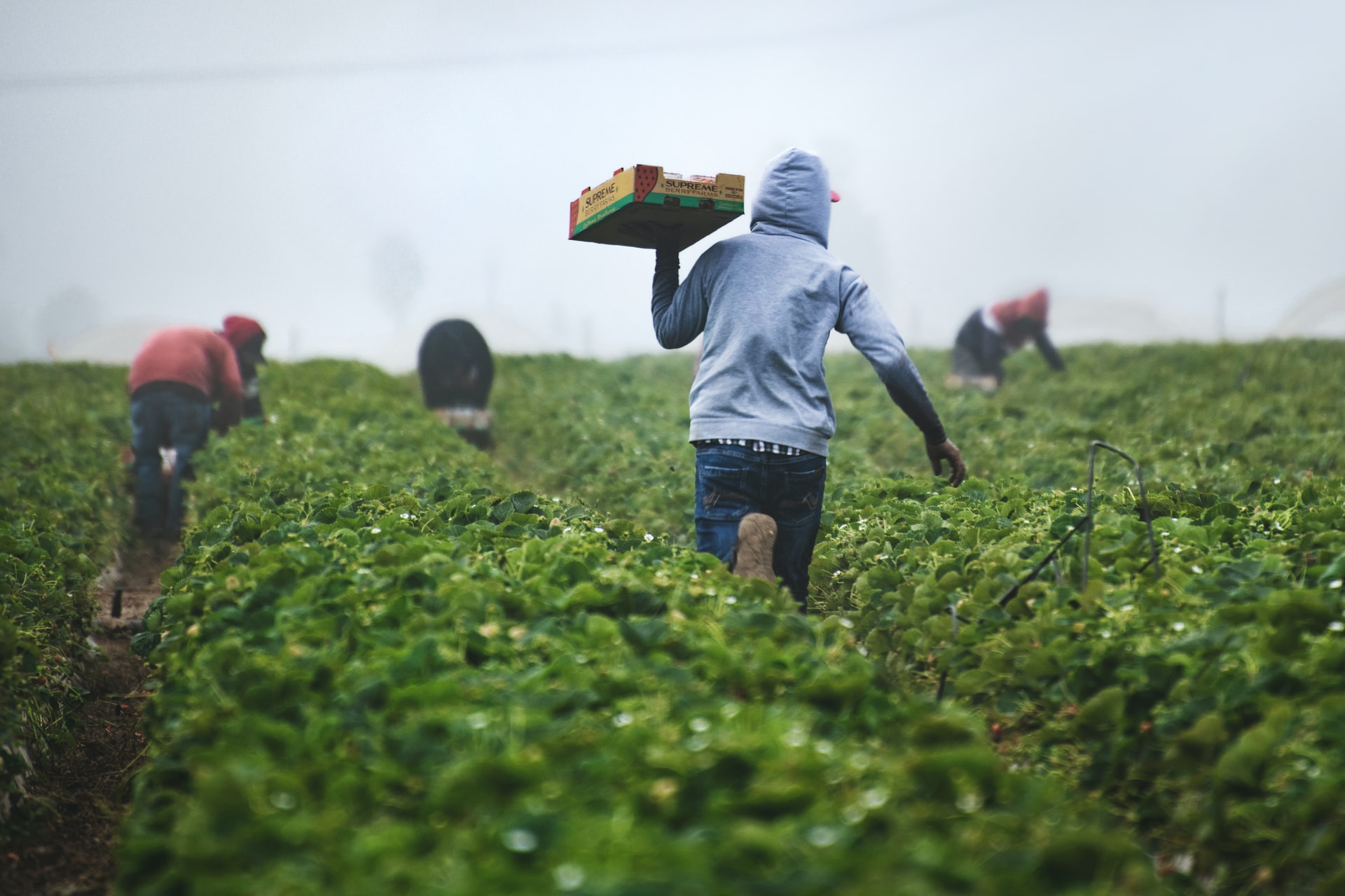 migrant farmer