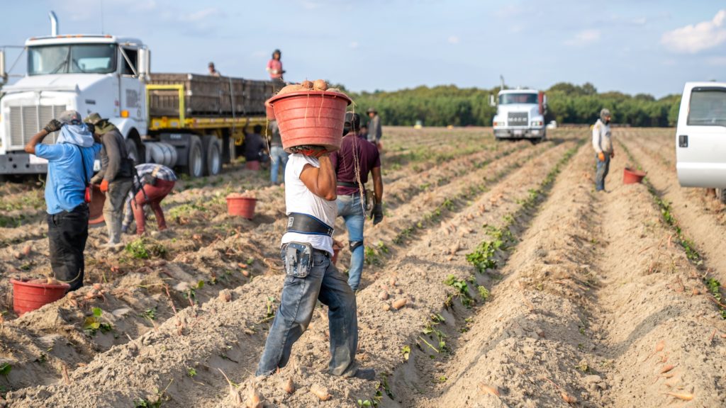 Farmers in a field representing death of worker during Covid-19