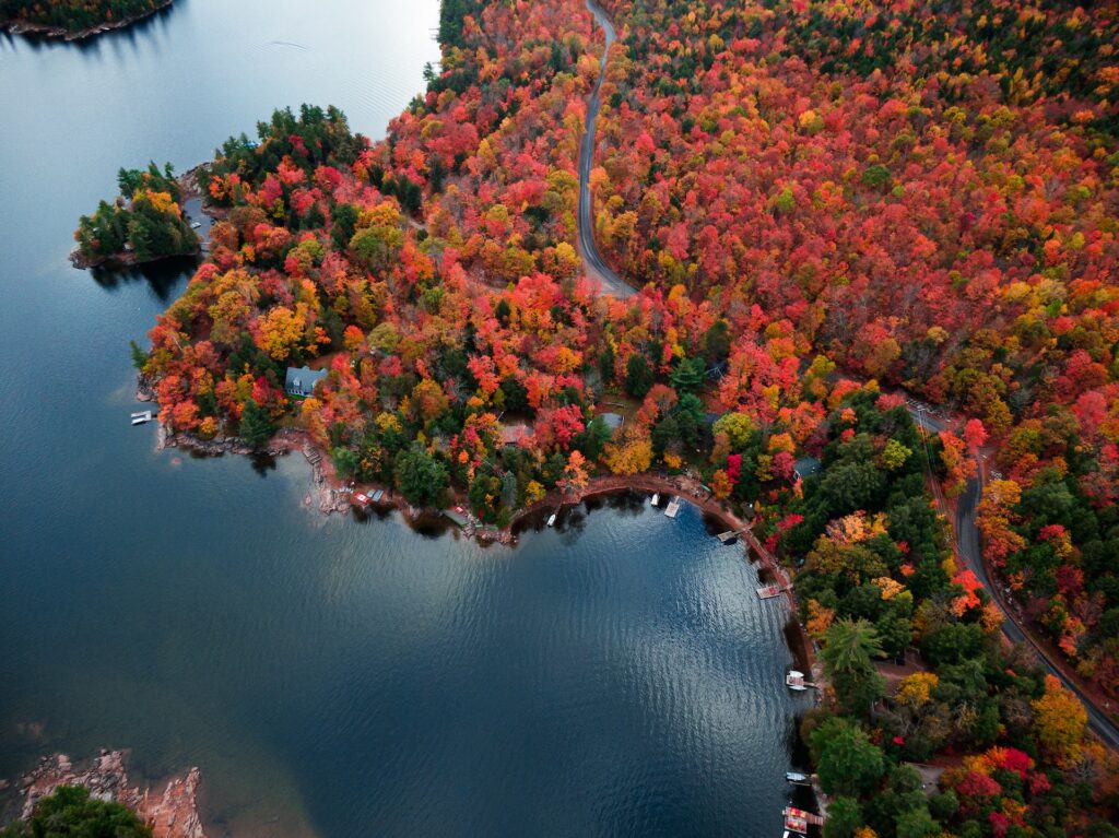 aerial view of trees changing in colour in fall in Ontario