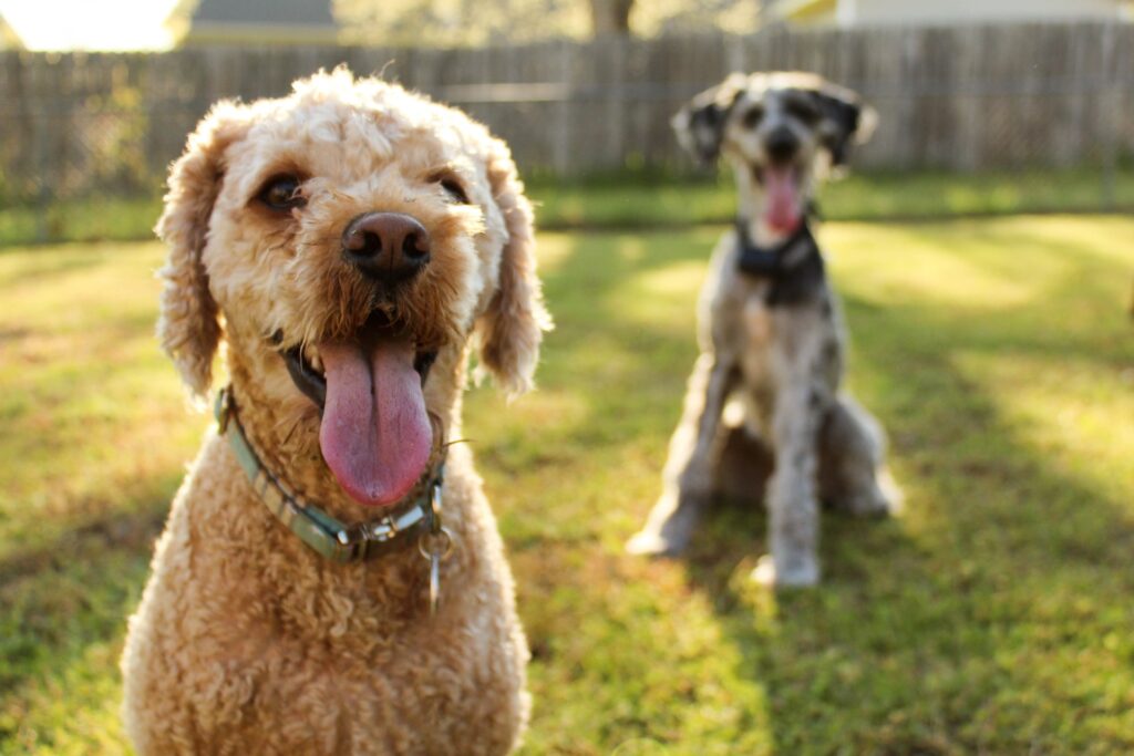 two dogs sitting in the grass