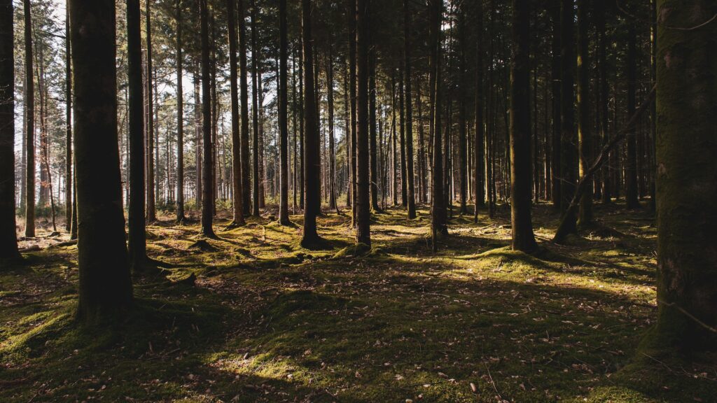 trees in a forest