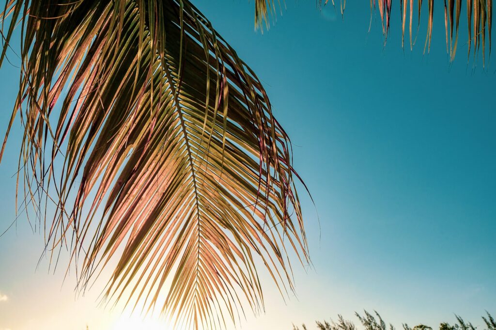green palm tree leaf in cayman islands